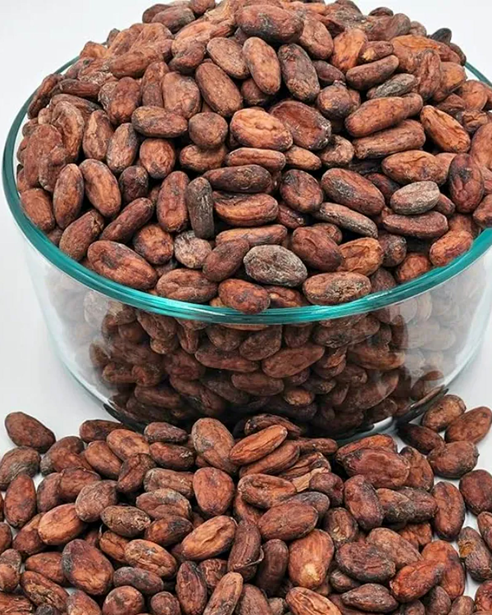 Cocoa beans photographed for export sourcing